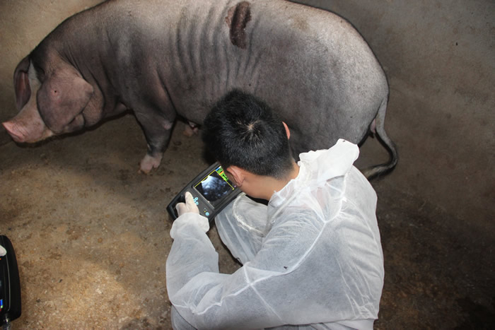 獸用B超機(jī),獸用b超,獸用孕檢B超,豬用B超機(jī),林下養(yǎng)豬