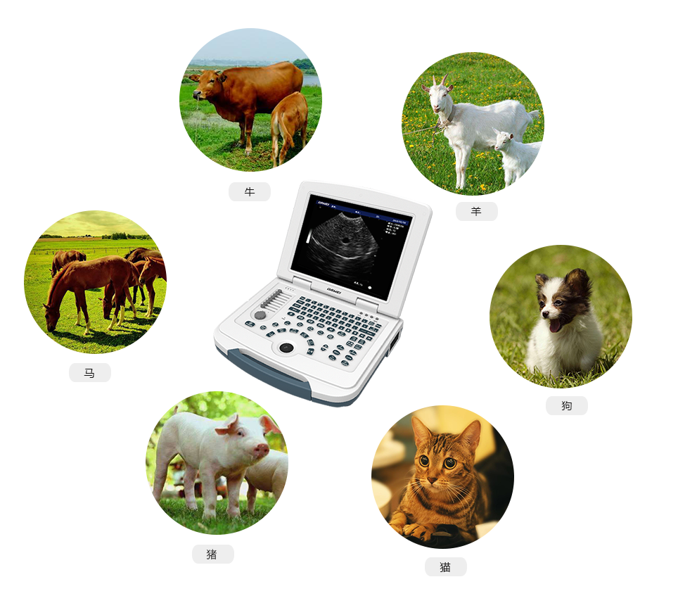 獸用B超機(jī)適用對(duì)象